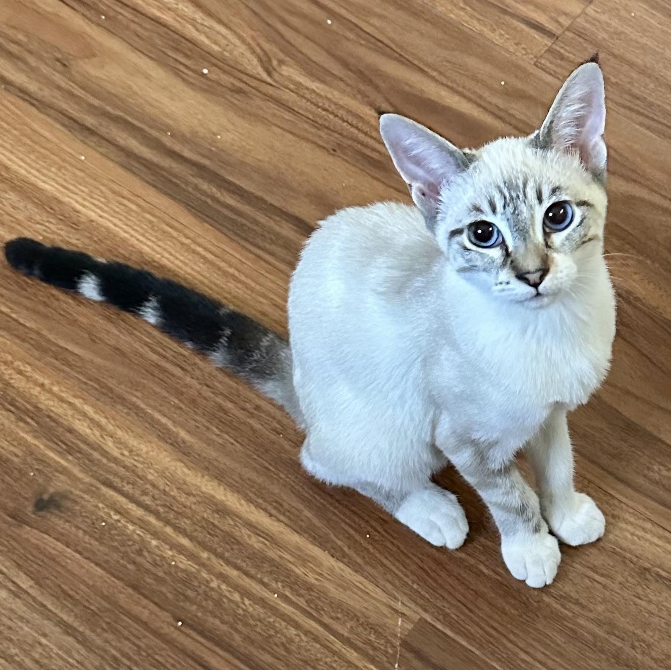 Enlarge Crystal (Dottie), a Adoptable Snowshoe in Davis, CA image 4/5