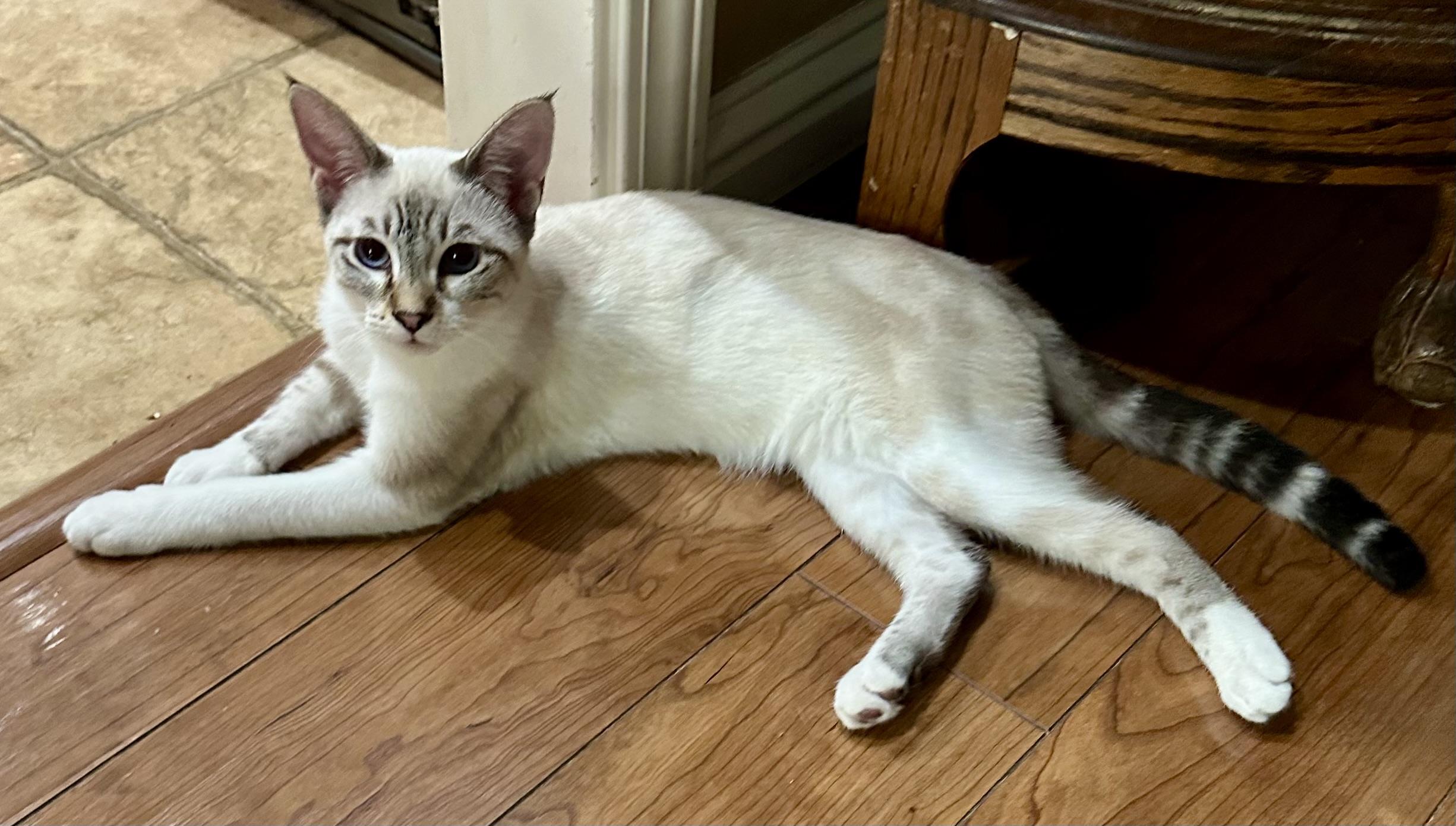 Crystal (Dottie), Adoptable, Young Female Snowshoe.