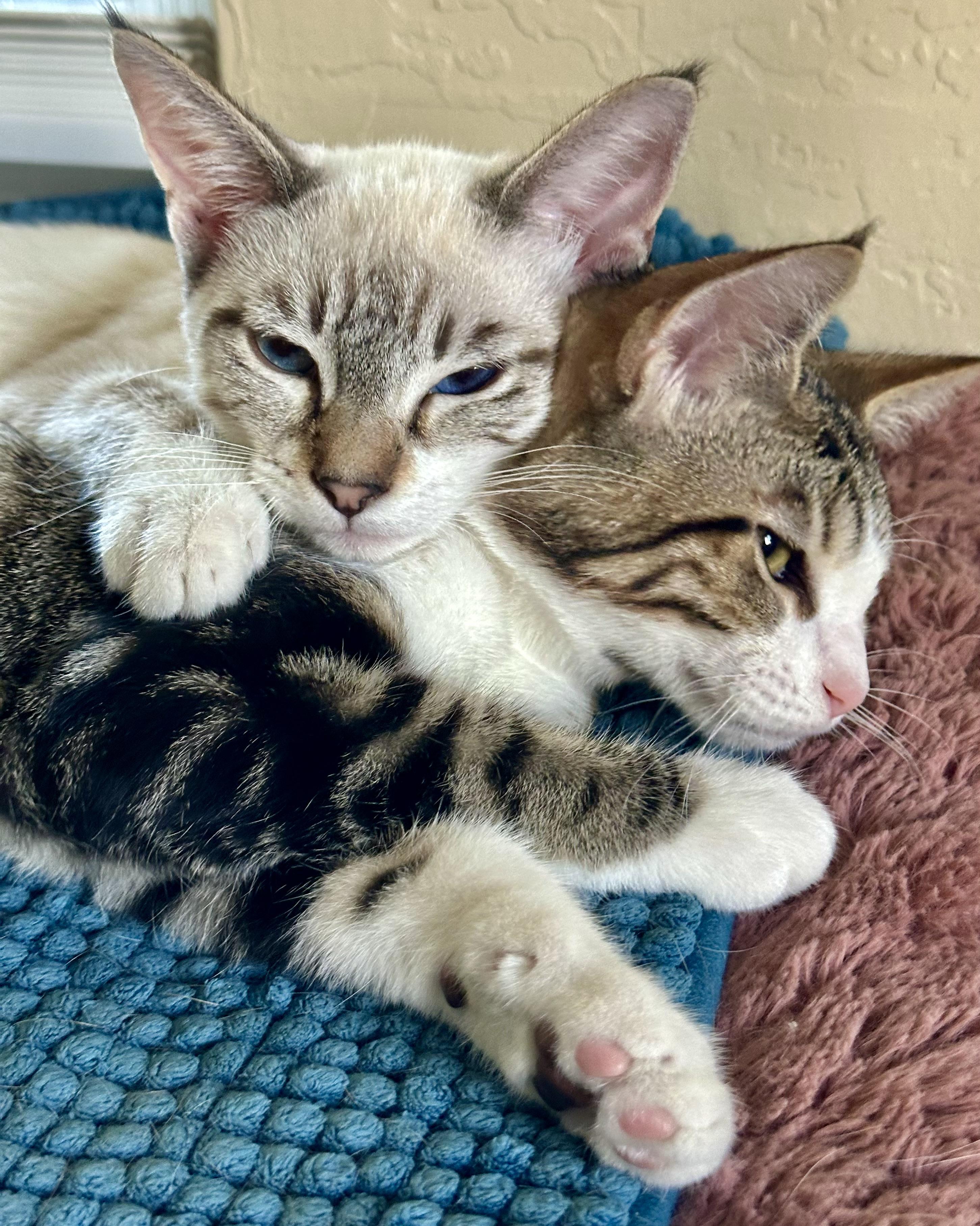 Enlarge Crystal (Dottie), a Adoptable Snowshoe in Davis, CA image 5/5