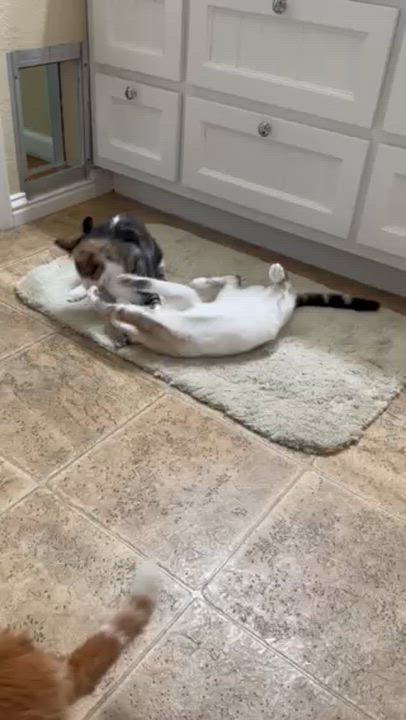 Enlarge Crystal (Dottie), a Adoptable Snowshoe in Davis, CA video 2/5