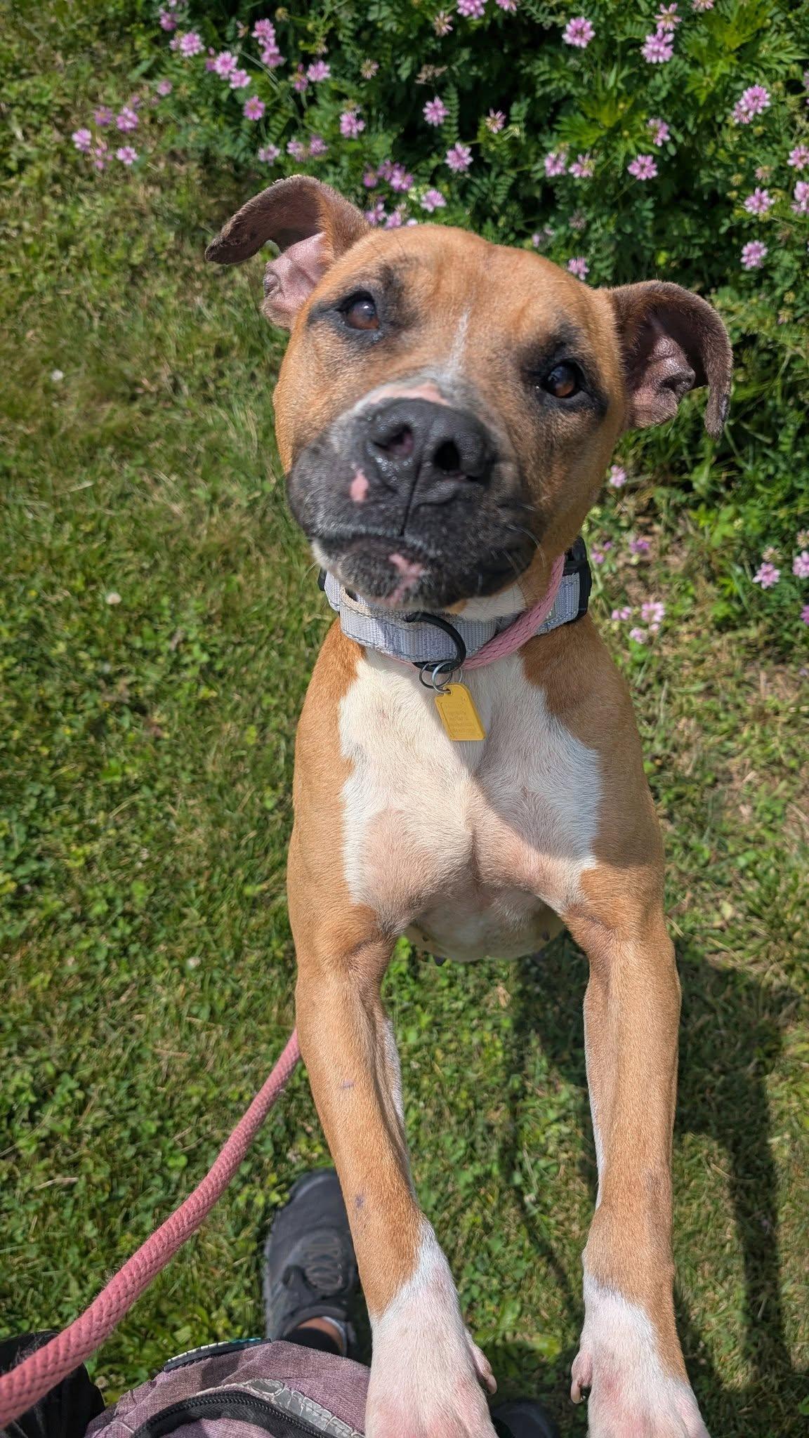 Kokomo, Adult Female Boxer