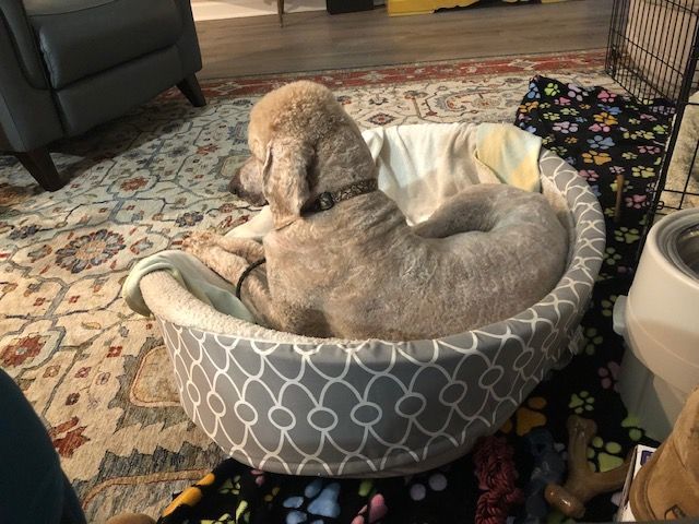 Abraham, Adopted, Adult Male Standard Poodle.