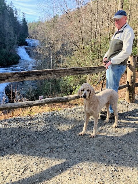 Enlarge Abraham, a Adopted Standard Poodle in Raleigh, NC image 2/6