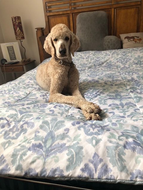Enlarge Abraham, a Adopted Standard Poodle in Raleigh, NC image 3/6
