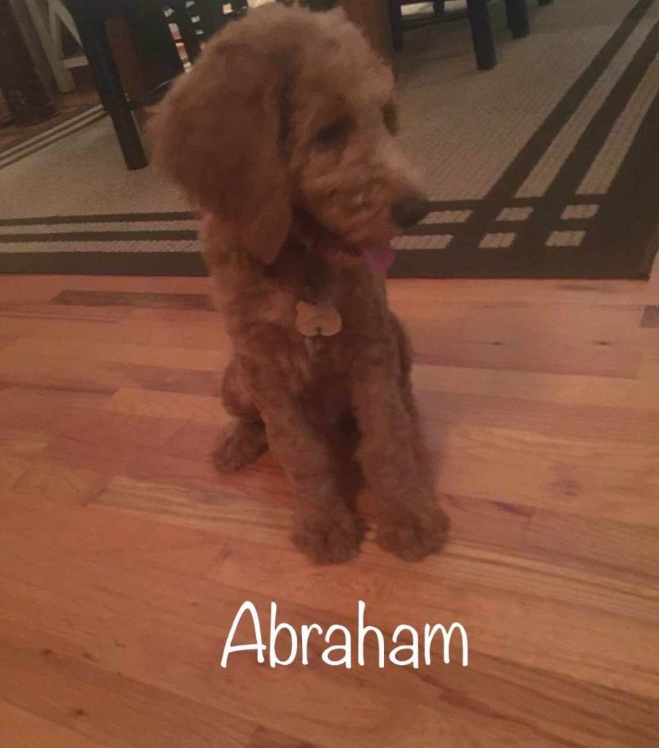 Enlarge Abraham, a Adopted Standard Poodle in Raleigh, NC image 4/6