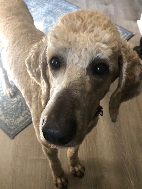 Enlarge Abraham, a Adopted Standard Poodle in Raleigh, NC image 5/6