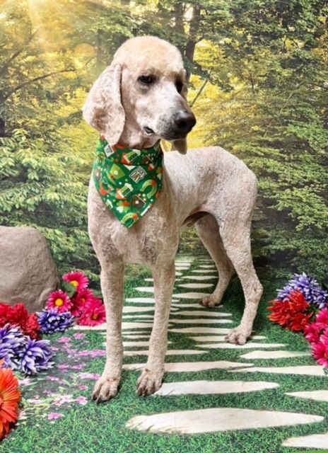 Enlarge Abraham, a Adopted Standard Poodle in Raleigh, NC image 6/6