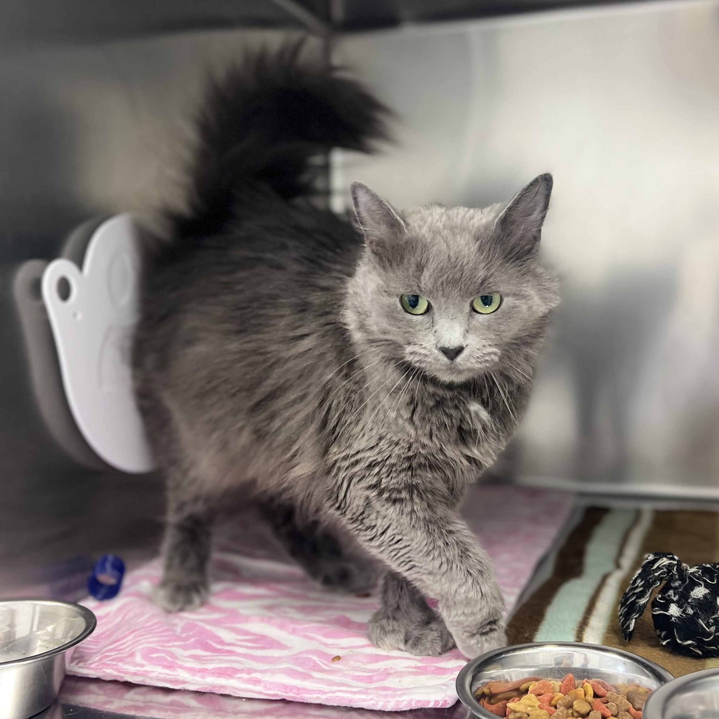 Enlarge Mouse, an adopted Domestic Long Hair in St Stephen, NB image 2/2