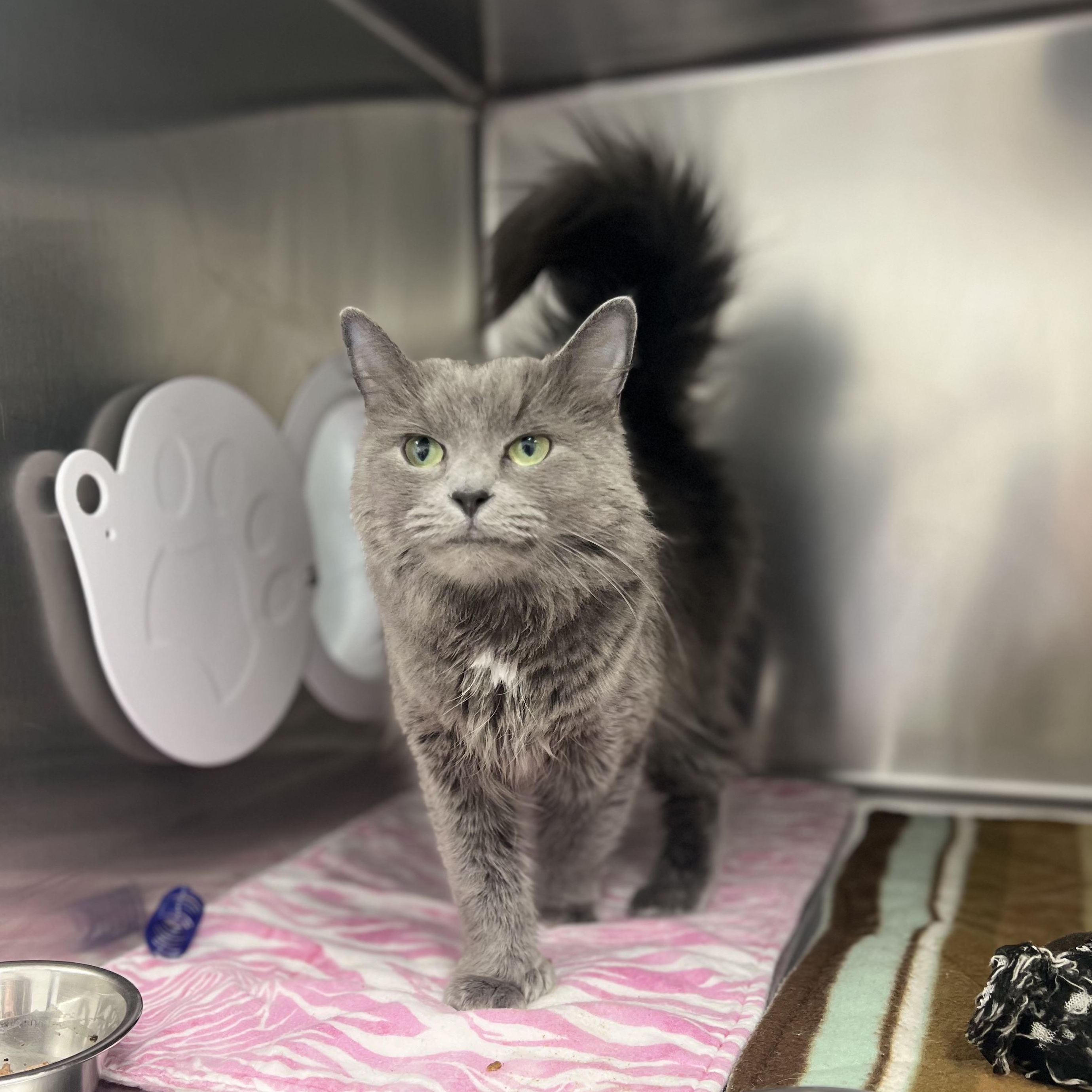 Enlarge Mouse, an adopted Domestic Long Hair in St Stephen, NB image 1/2