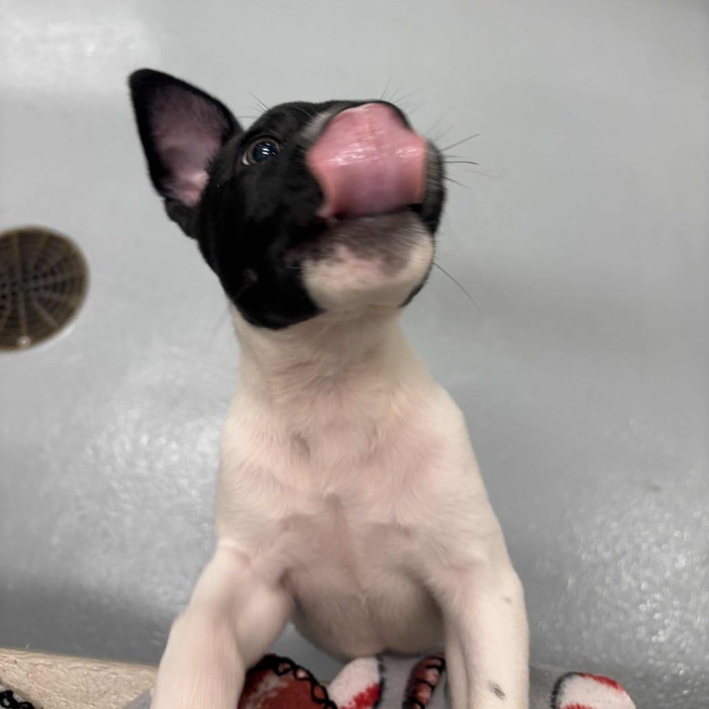 Enlarge Rex, a Adoptable Labrador Retriever in Beaumont, TX image 1/4