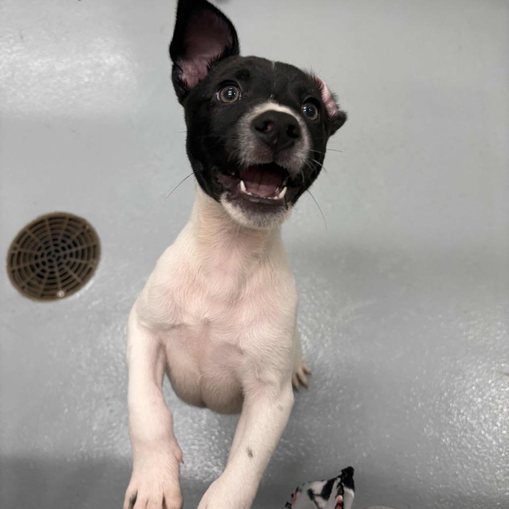 Enlarge Rex, a Adoptable Labrador Retriever in Beaumont, TX image 2/4