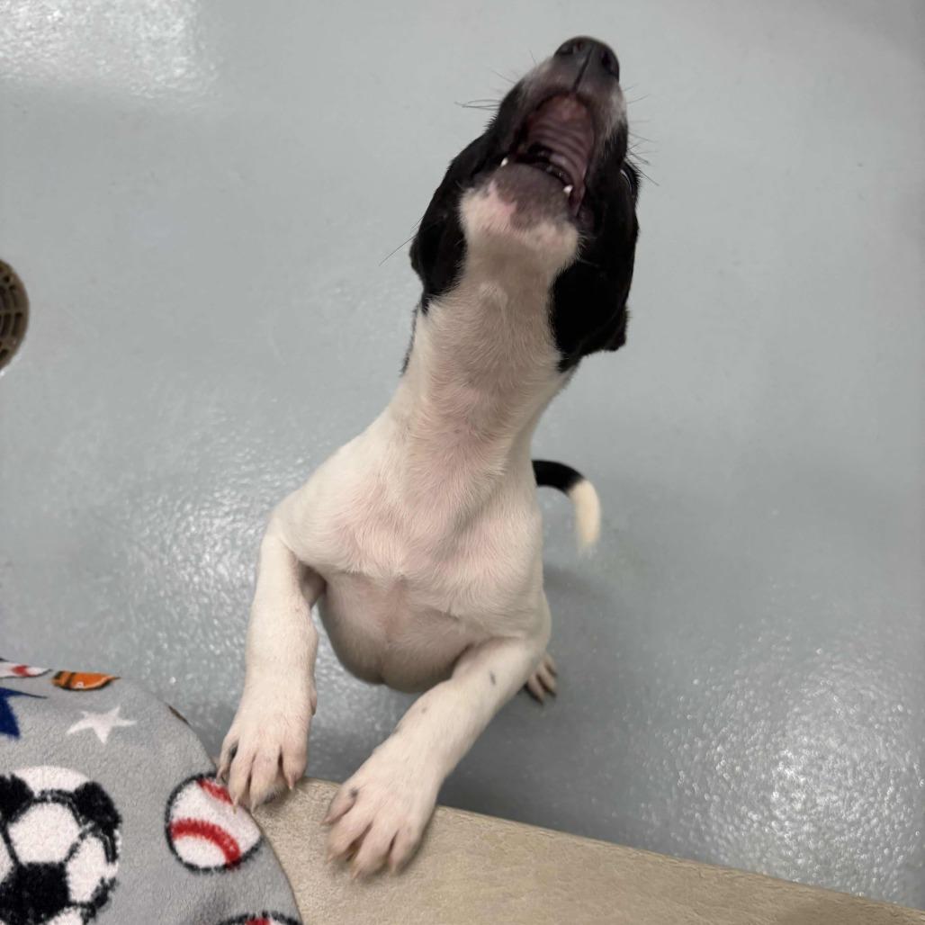 Enlarge Rex, a Adoptable Labrador Retriever in Beaumont, TX image 4/4