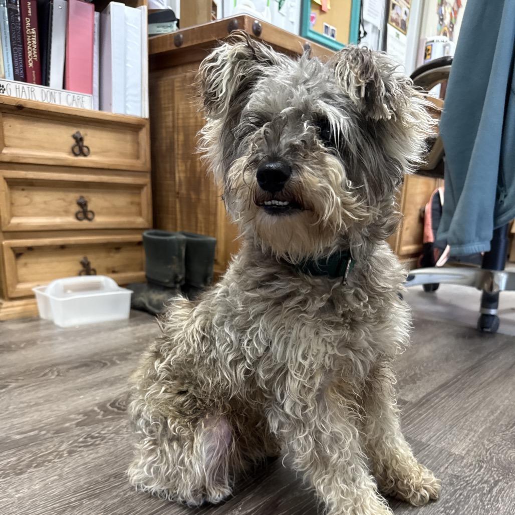 Yoda, Adoptable, Adult Male Schnauzer.