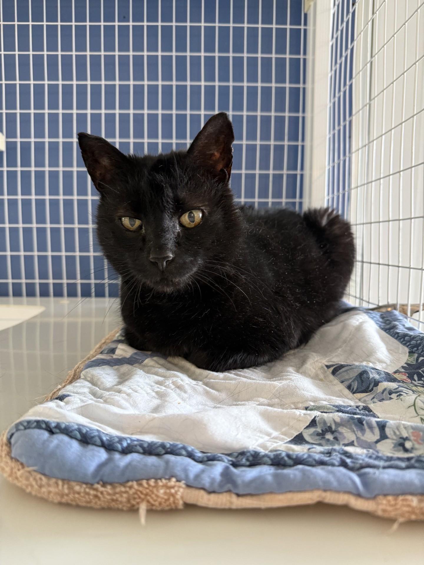 Enlarge Denji, a Adoptable Domestic Short Hair in Claremont, NH image 1/1