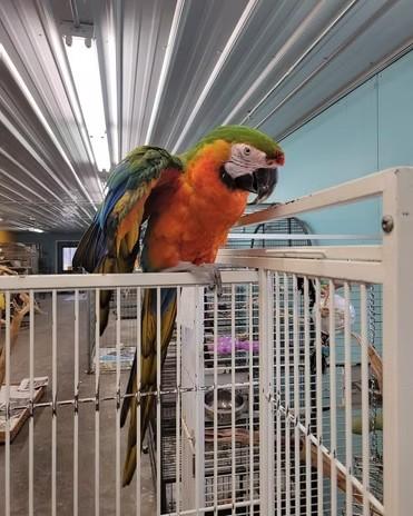 Koda, Adoptable, Adult Male Macaw.