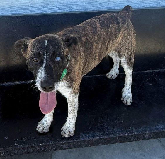 Brisket, Adoptable, Adult Male Terrier.
