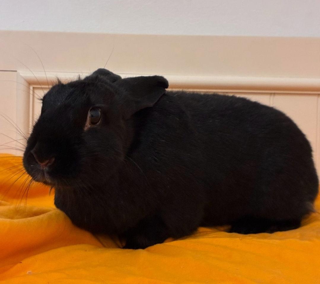 Enlarge Paquita, a Adoptable Dwarf in Baton Rouge, LA image 1/3