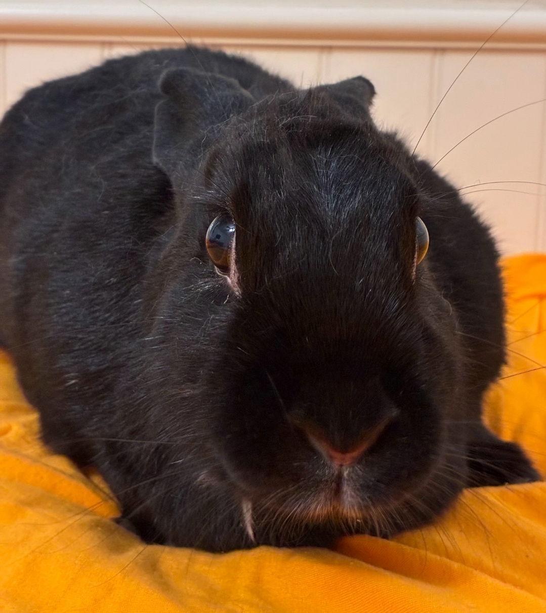 Enlarge Paquita, a Adoptable Dwarf in Baton Rouge, LA image 2/3