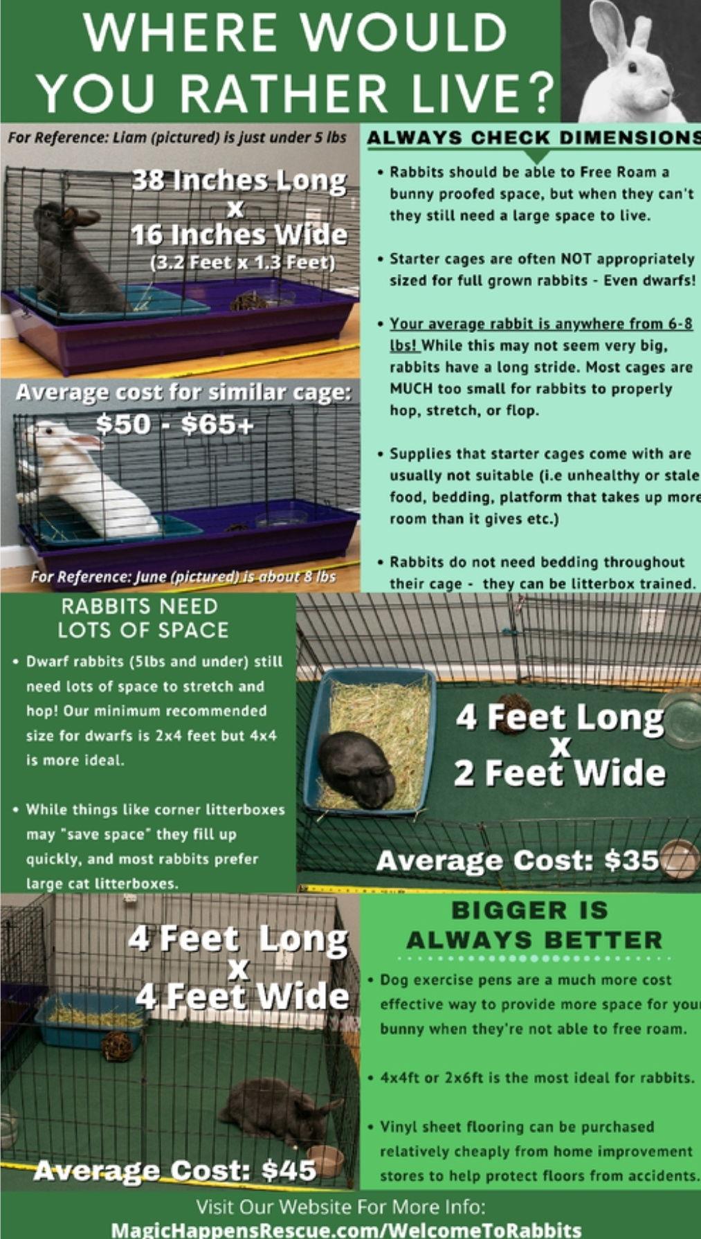 Enlarge Paquita, a Adoptable Dwarf in Baton Rouge, LA image 3/3