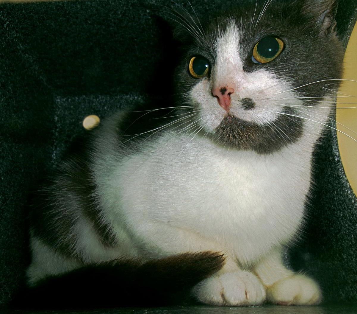 Enlarge Greased Lightning (Working Cat), a Adoptable Domestic Short Hair in Plover, WI image 1/1