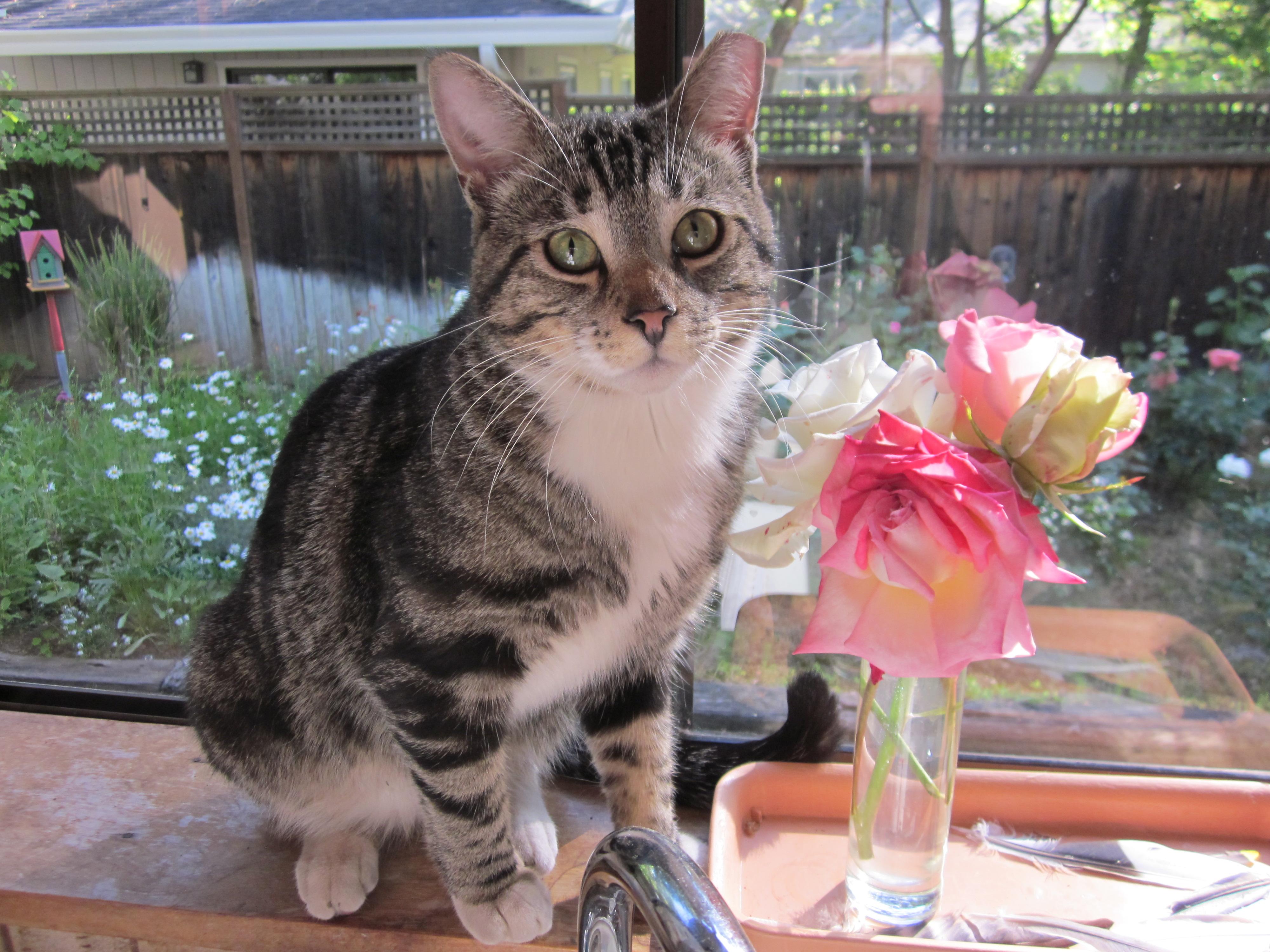 Enlarge Paddy, a Adoptable Tabby in Chico, CA image 2/3