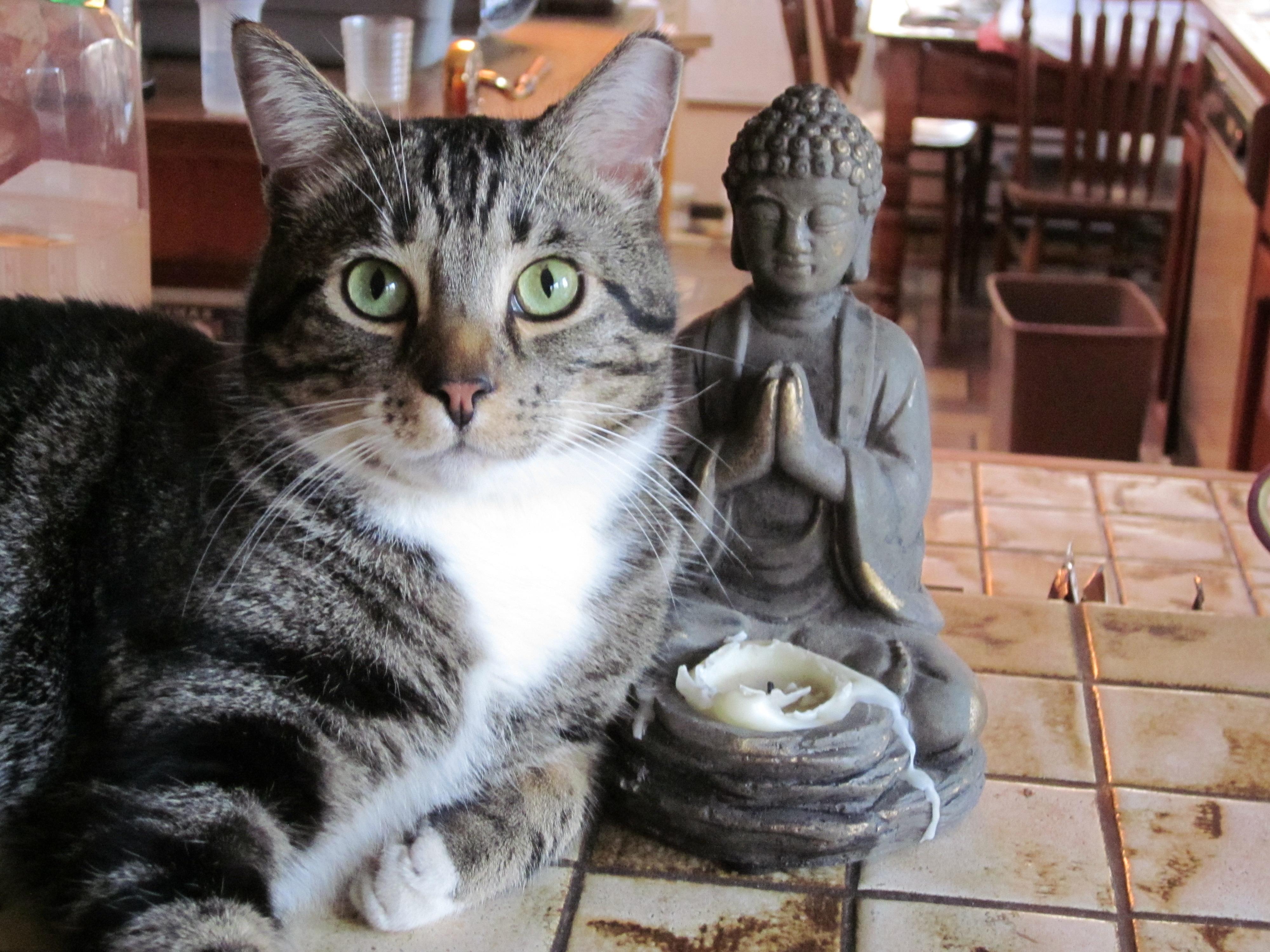 Paddy, Adoptable, Adult Male Tabby.