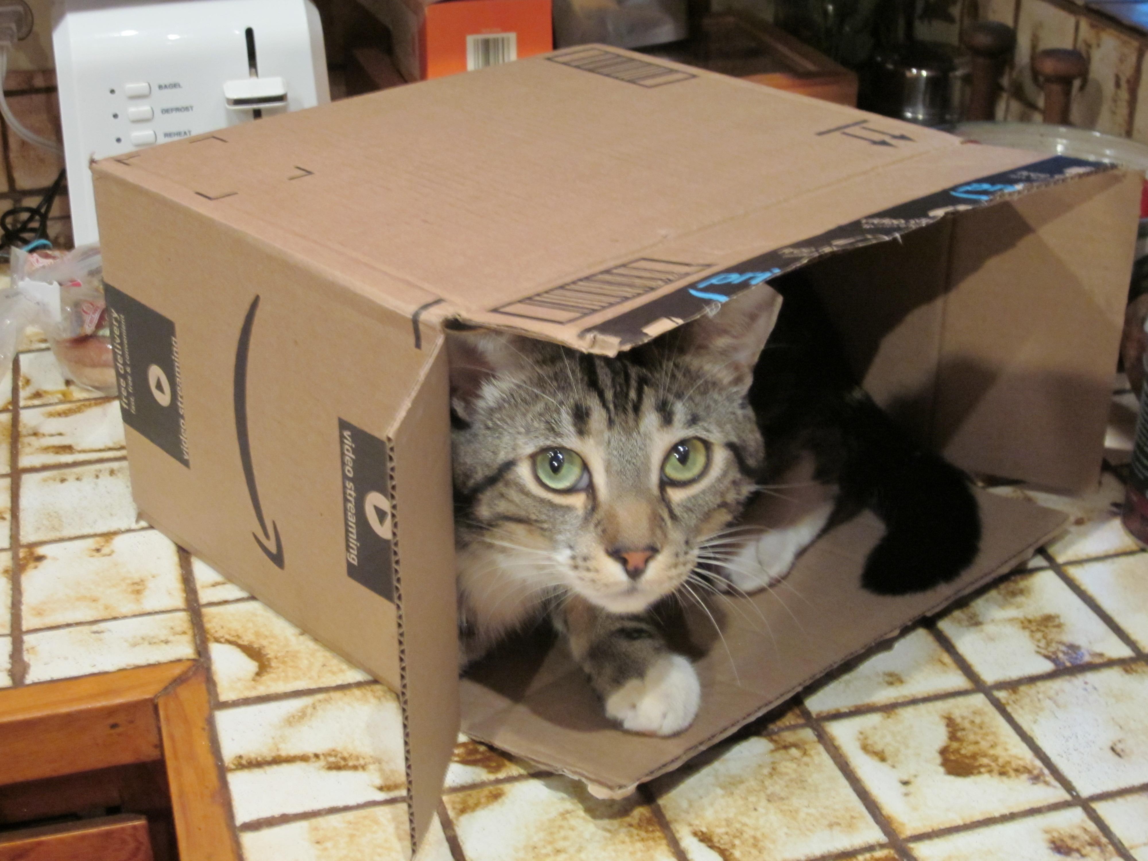 Enlarge Paddy, a Adoptable Tabby in Chico, CA image 3/3