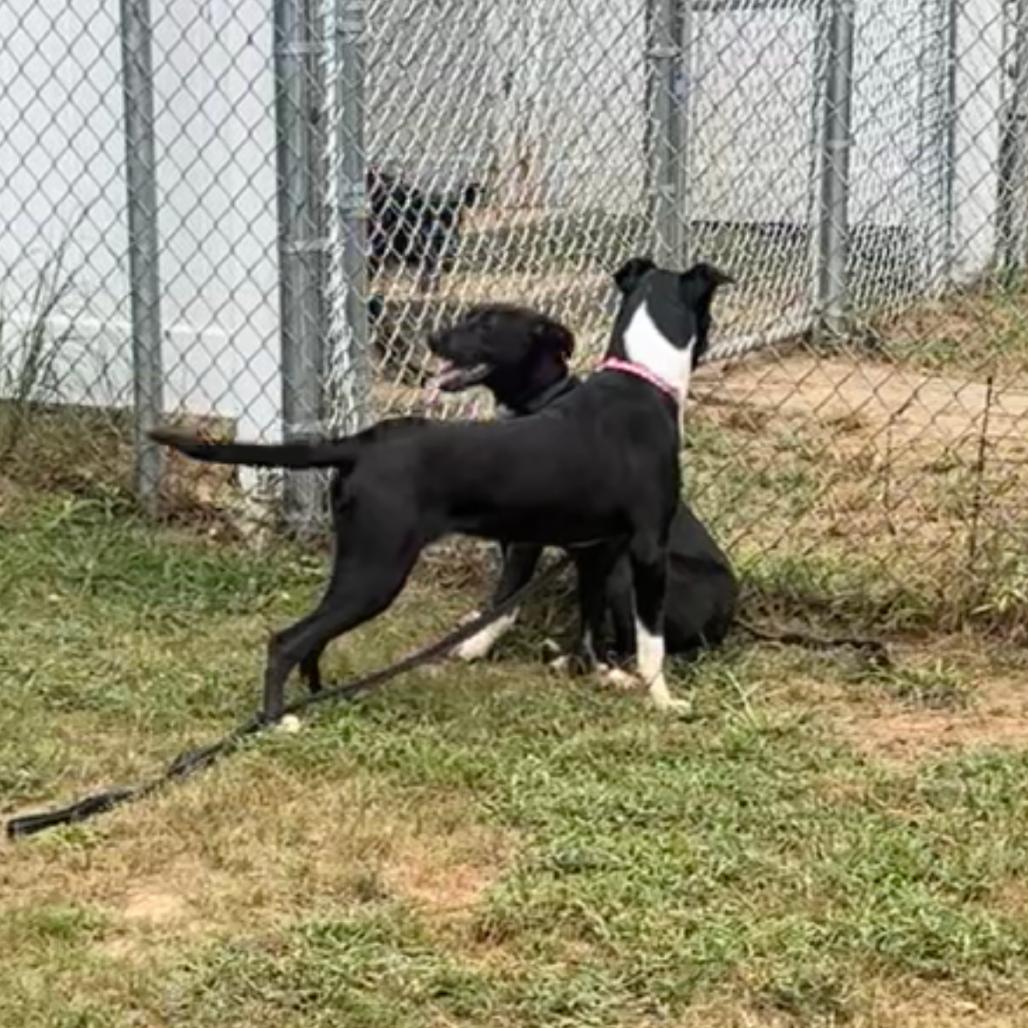 Enlarge Jordan 9670, a Adoptable Mixed Breed in Columbus, GA image 1/6