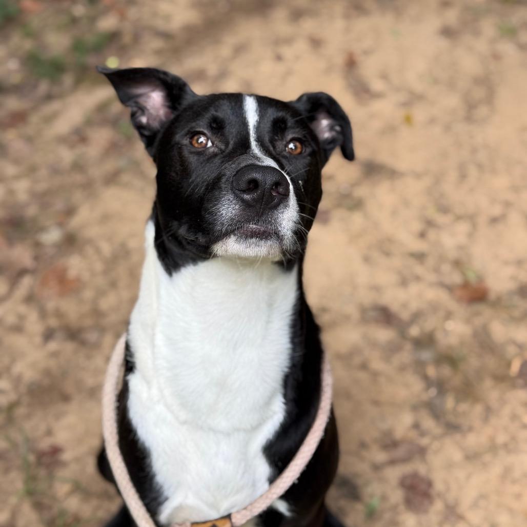 Enlarge Jordan 9670, a Adoptable Mixed Breed in Columbus, GA image 3/6