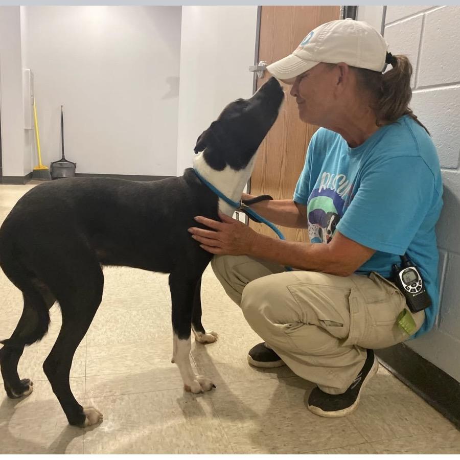 Enlarge Jordan 9670, a Adoptable Mixed Breed in Columbus, GA image 4/6