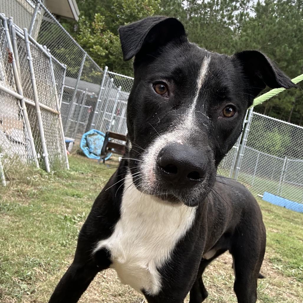 Enlarge Jordan 9670, a Adoptable Mixed Breed in Columbus, GA image 5/6