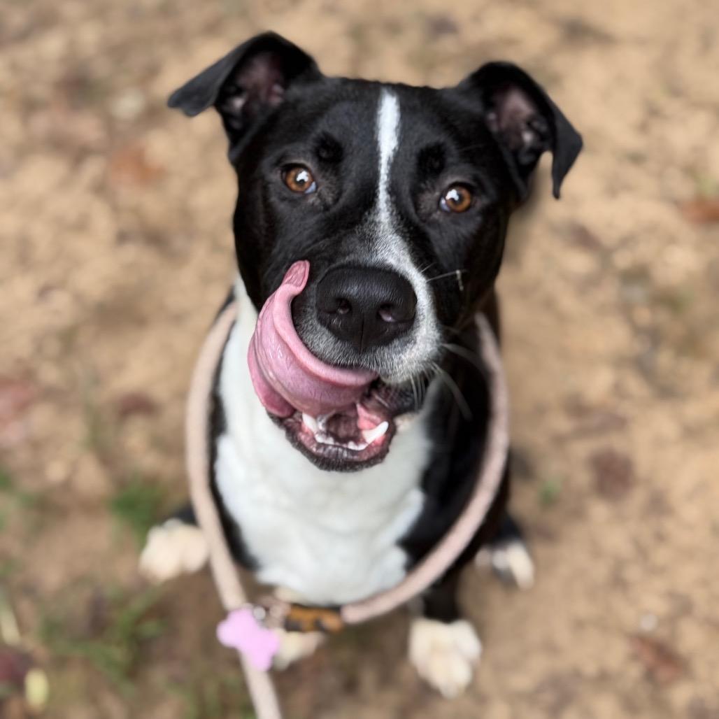 Enlarge Jordan 9670, a Adoptable Mixed Breed in Columbus, GA image 6/6