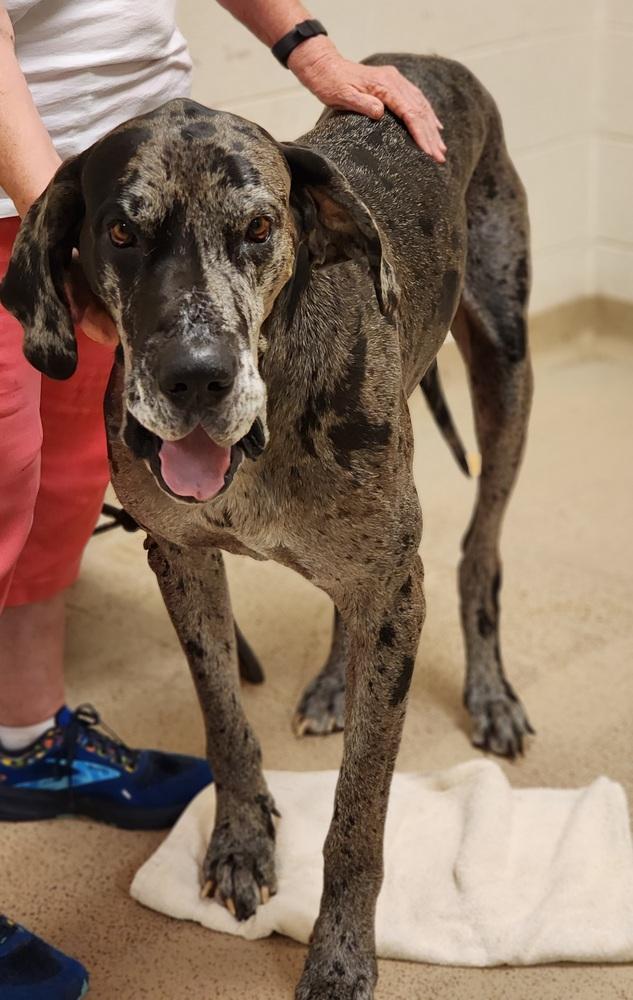 Martin, Adoptable, Adult Male Great Dane.