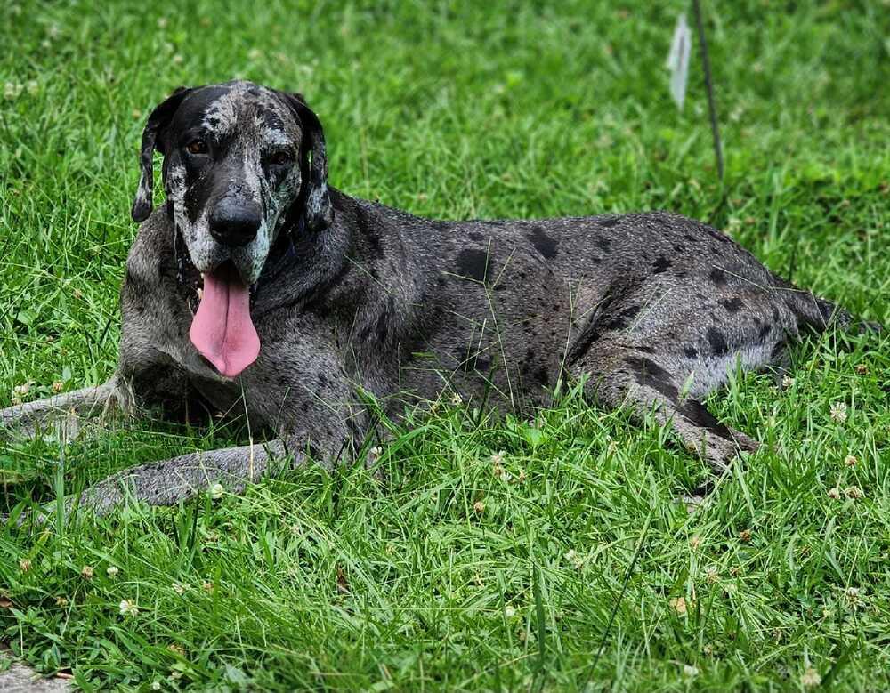 Enlarge Martin, a Adoptable Great Dane in Kennesaw, GA image 2/4