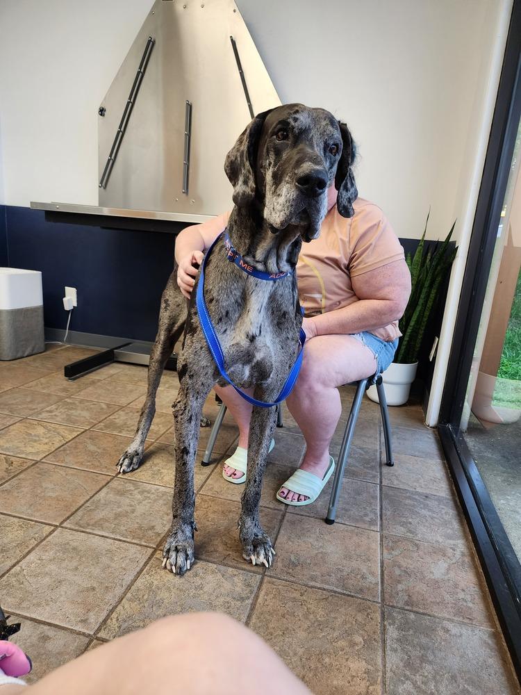 Enlarge Martin, a Adoptable Great Dane in Kennesaw, GA image 3/4