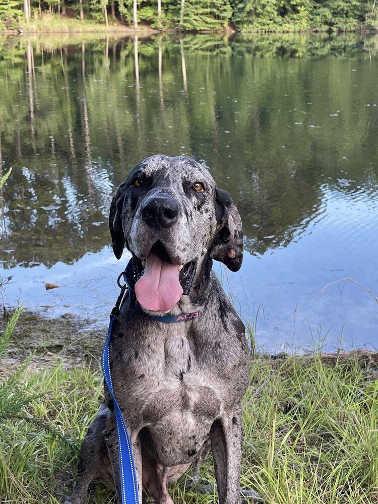 Enlarge Martin, a Adoptable Great Dane in Kennesaw, GA image 4/4