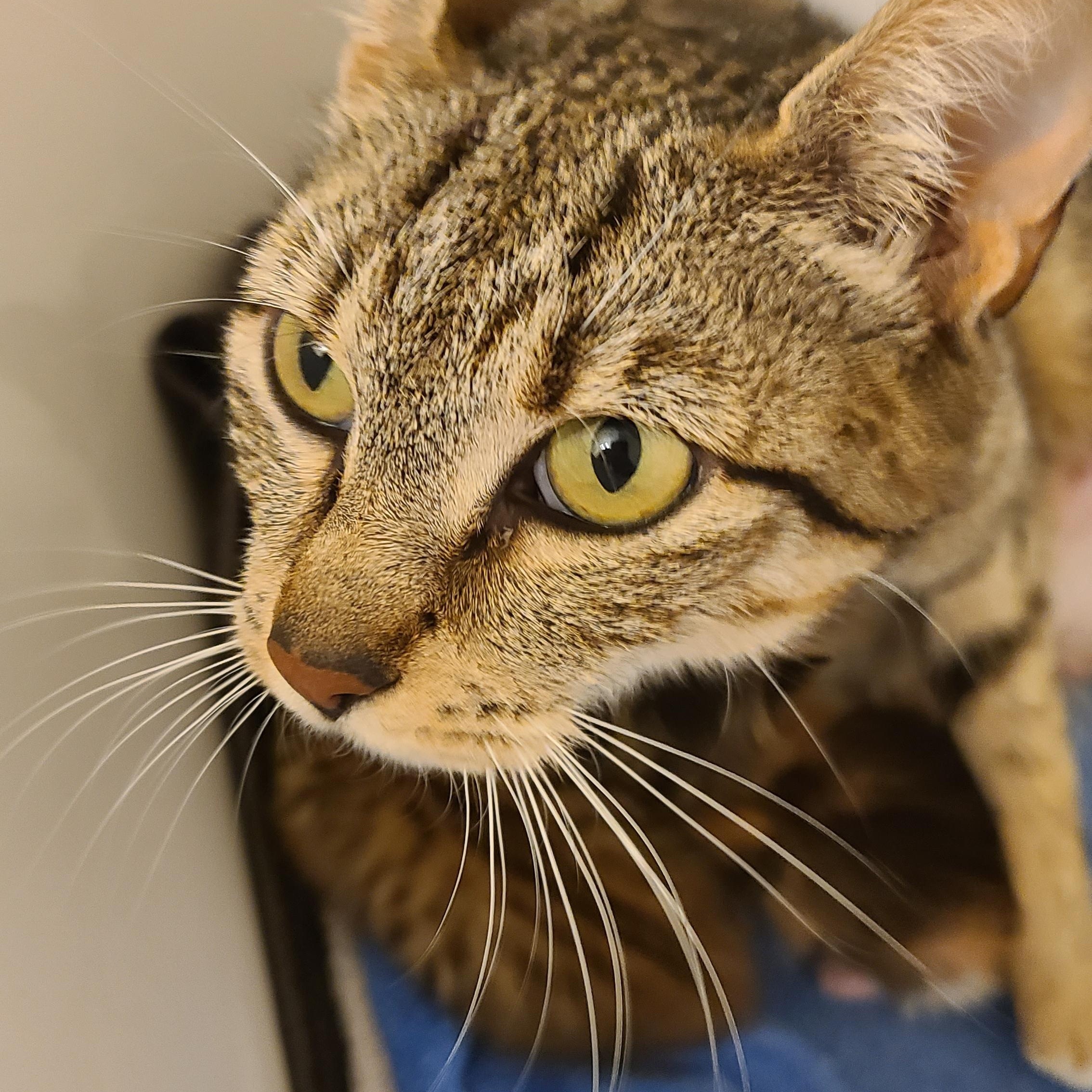 Arabica - Winterville, GA, a Adoptable mixed breed in Athens, GA image 5/6