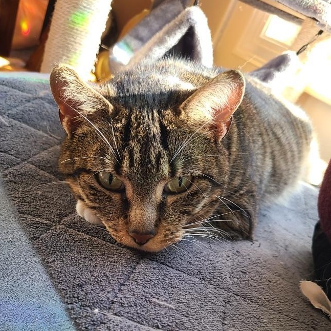 Arabica - Athens, GA, Adoptable, Adult Female Domestic Short Hair & Tabby.