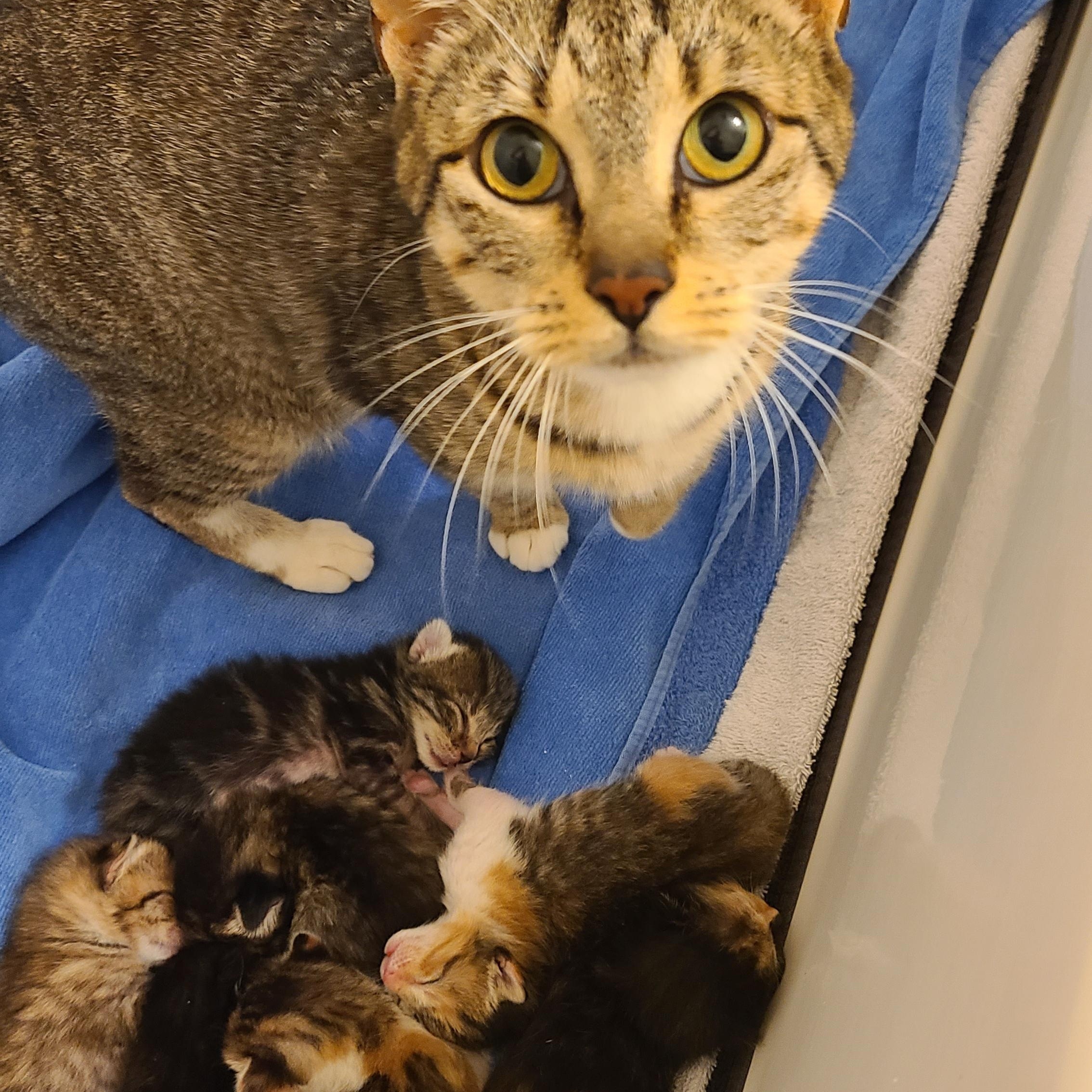 Arabica - Winterville, GA, a Adoptable mixed breed in Athens, GA image 6/6