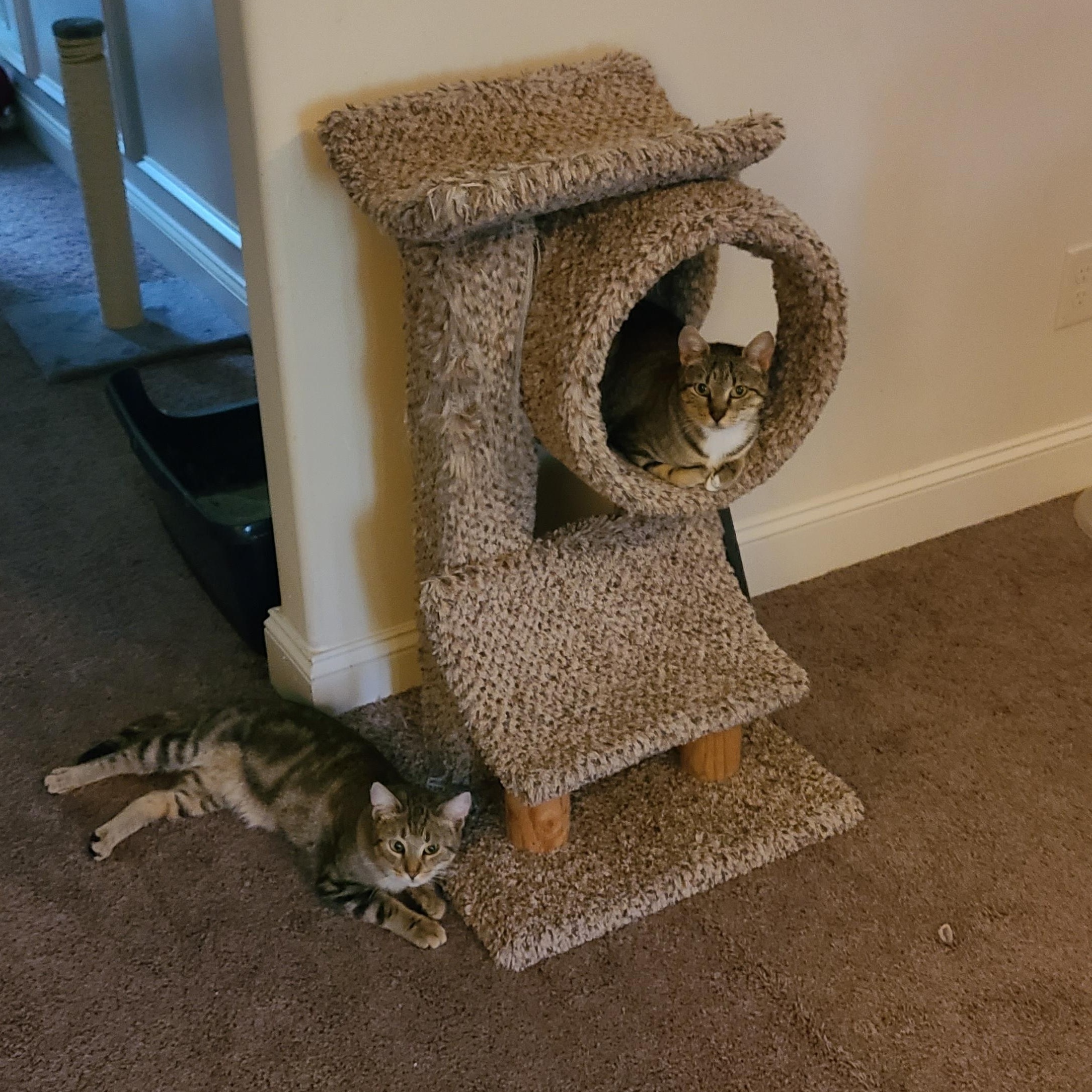 Arabica - Winterville, GA, a Adoptable mixed breed in Athens, GA image 2/6