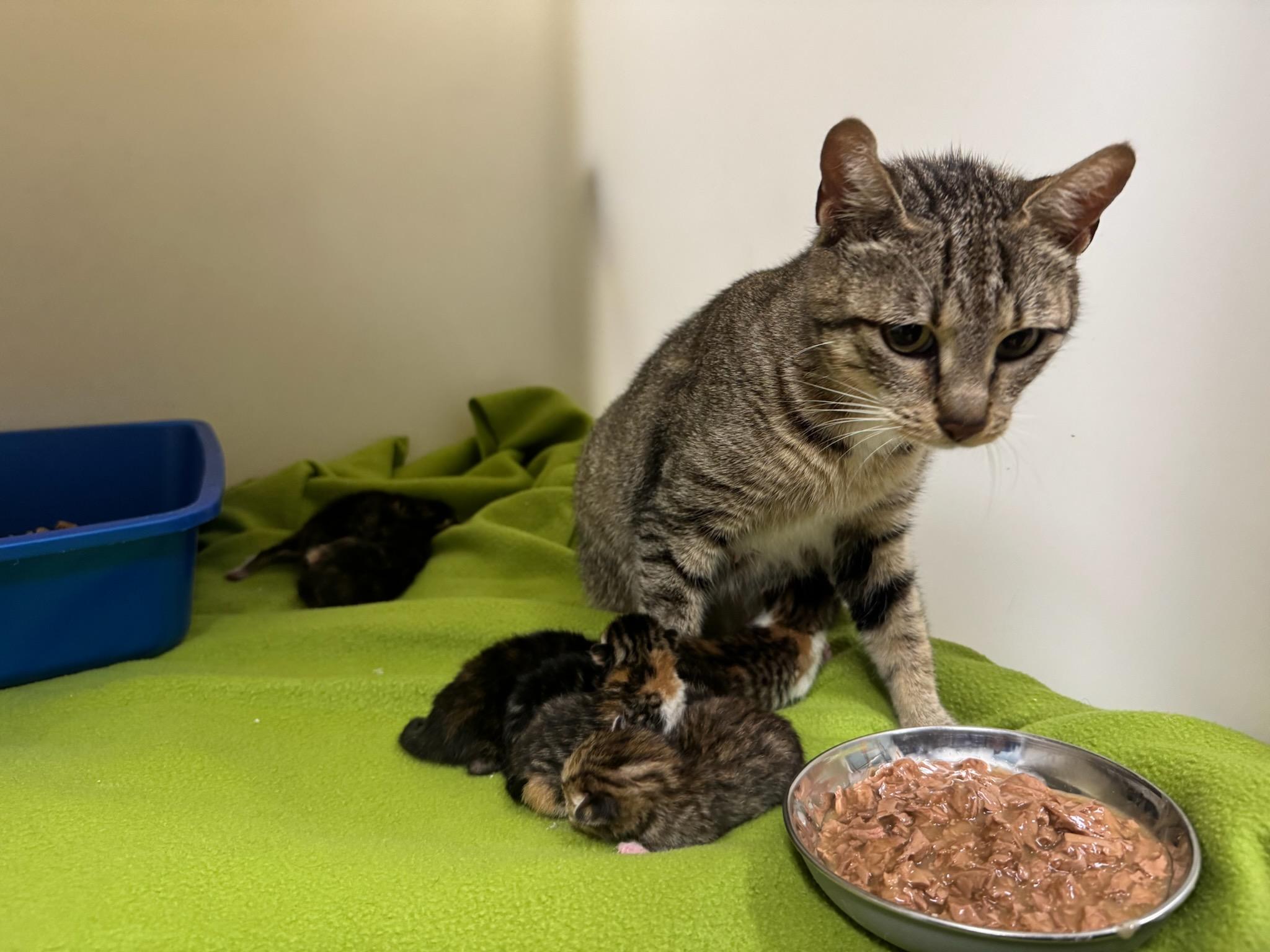 Arabica - Winterville, GA, a Adoptable mixed breed in Athens, GA image 3/6