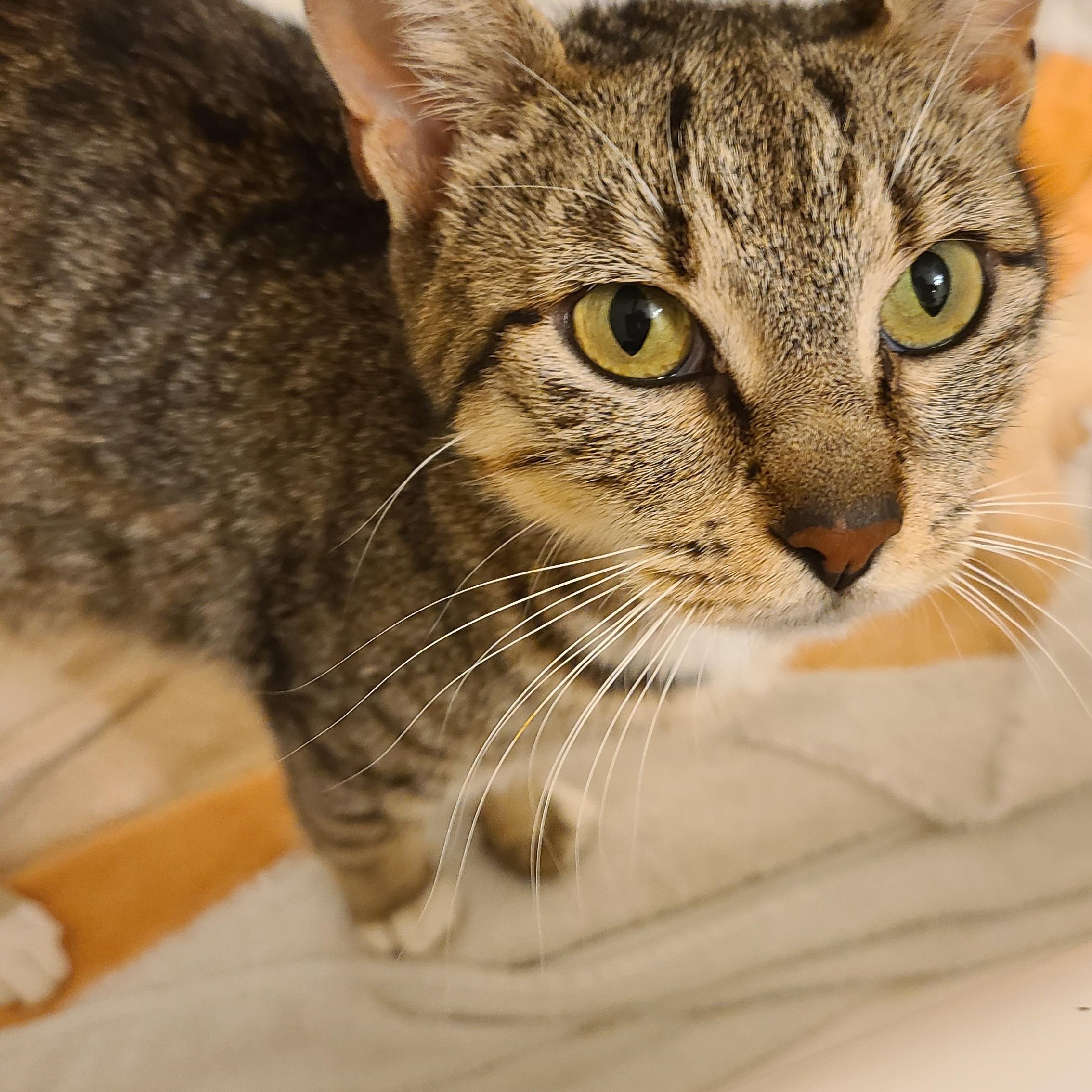 Arabica - Winterville, GA, a Adoptable mixed breed in Athens, GA image 1/6