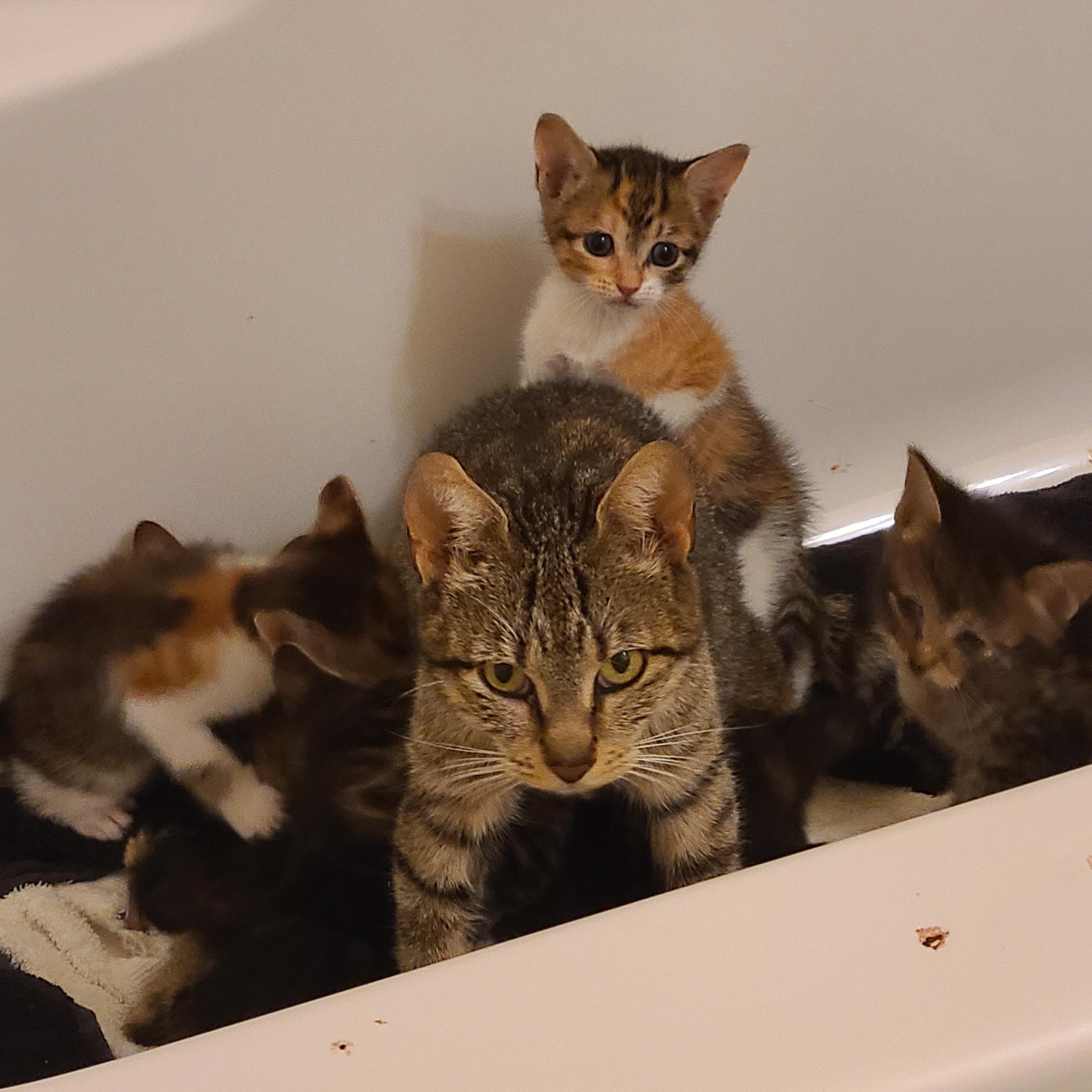 Arabica - Winterville, GA, a Adoptable mixed breed in Athens, GA image 4/6