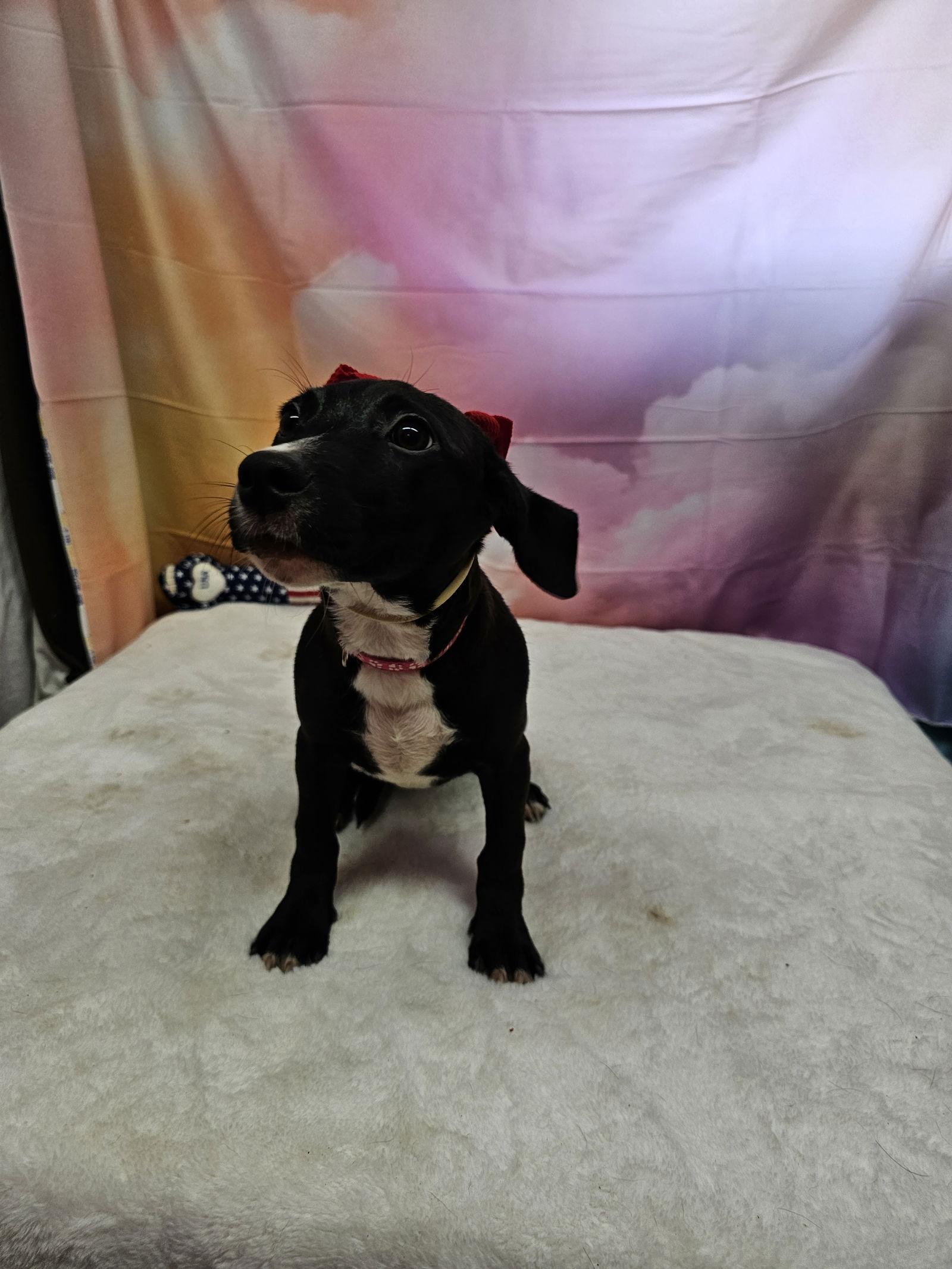 Enlarge Pencil, a Adopted Rat Terrier in Metairie, LA image 1/1