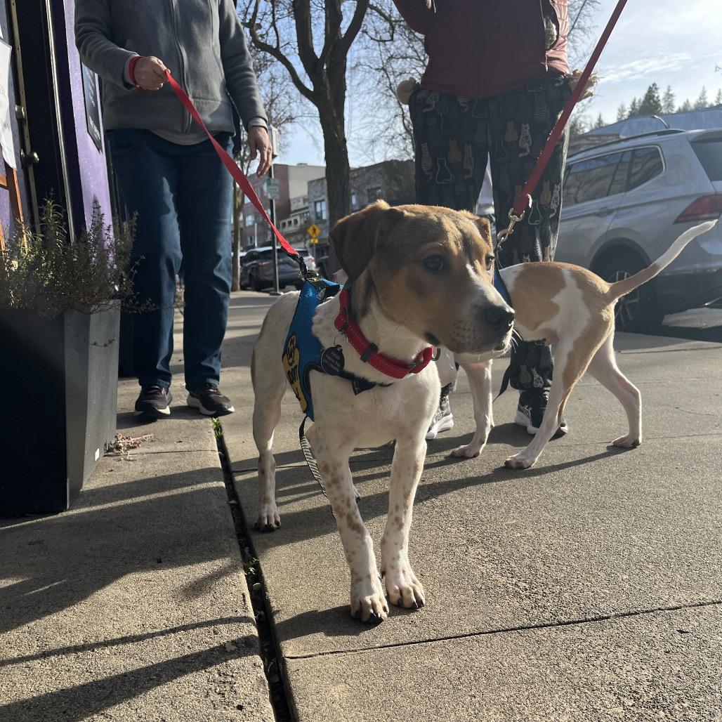 Enlarge Cooper, a Adoptable mixed breed in Ashland, OR image 1/6