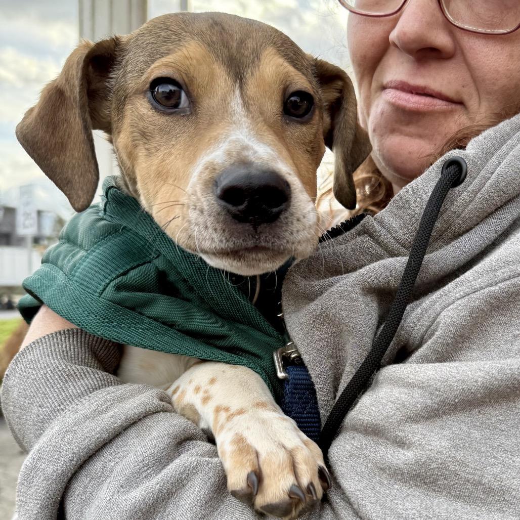 Enlarge Cooper, a Adoptable mixed breed in Ashland, OR image 4/6