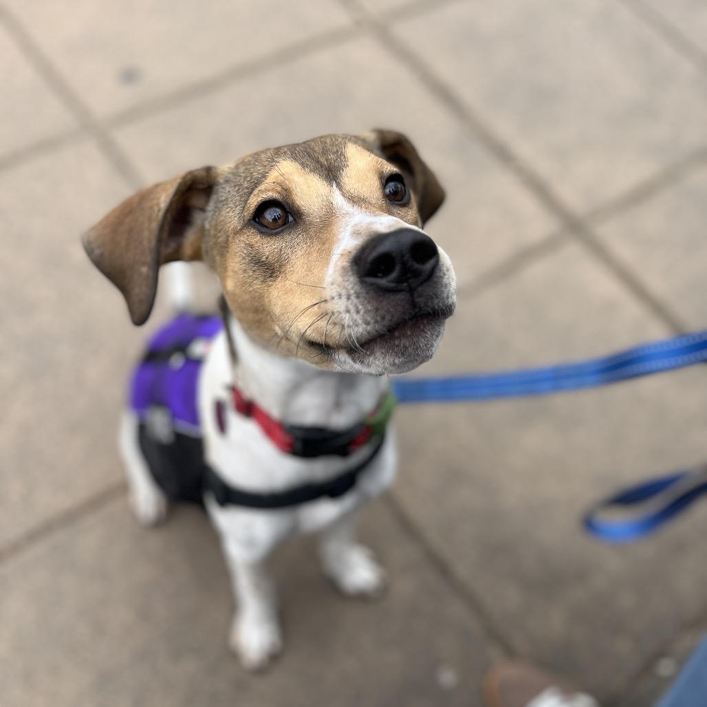 Enlarge Cooper, a Adoptable mixed breed in Ashland, OR image 2/6