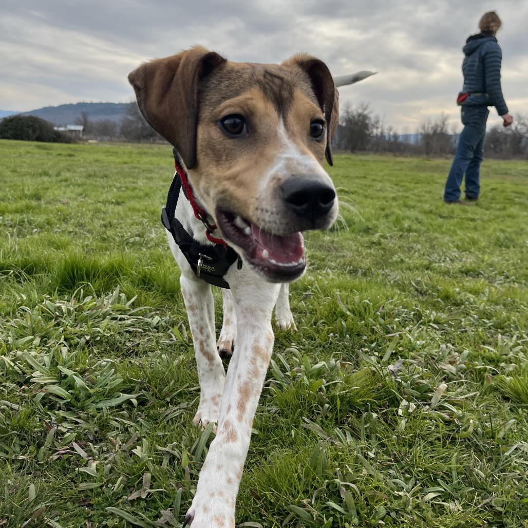 Enlarge Cooper, a Adoptable mixed breed in Ashland, OR image 2/6