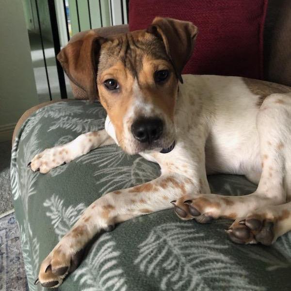 Enlarge Cooper, a Adoptable mixed breed in Ashland, OR image 3/6