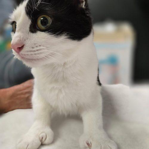 Jessie 5872 C, Adoptable, Kitten Female Domestic Short Hair.